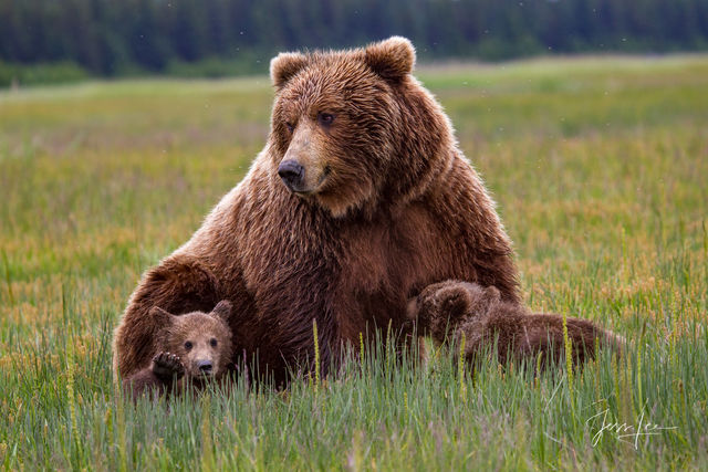 Bear Photos-Bear Pictures-Photos of Bears | Jess Lee Photography
