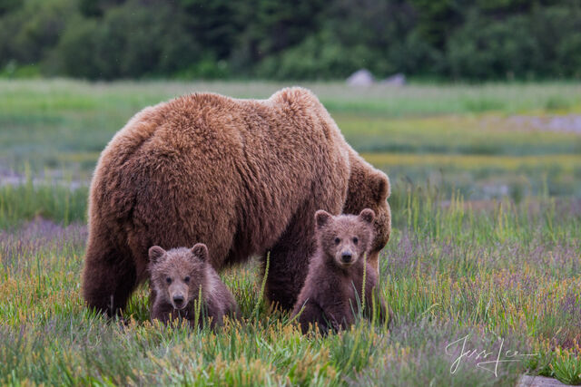 Grizzly Bear Pictures, Fine Art Prints of Bears | Photos by Jess Lee