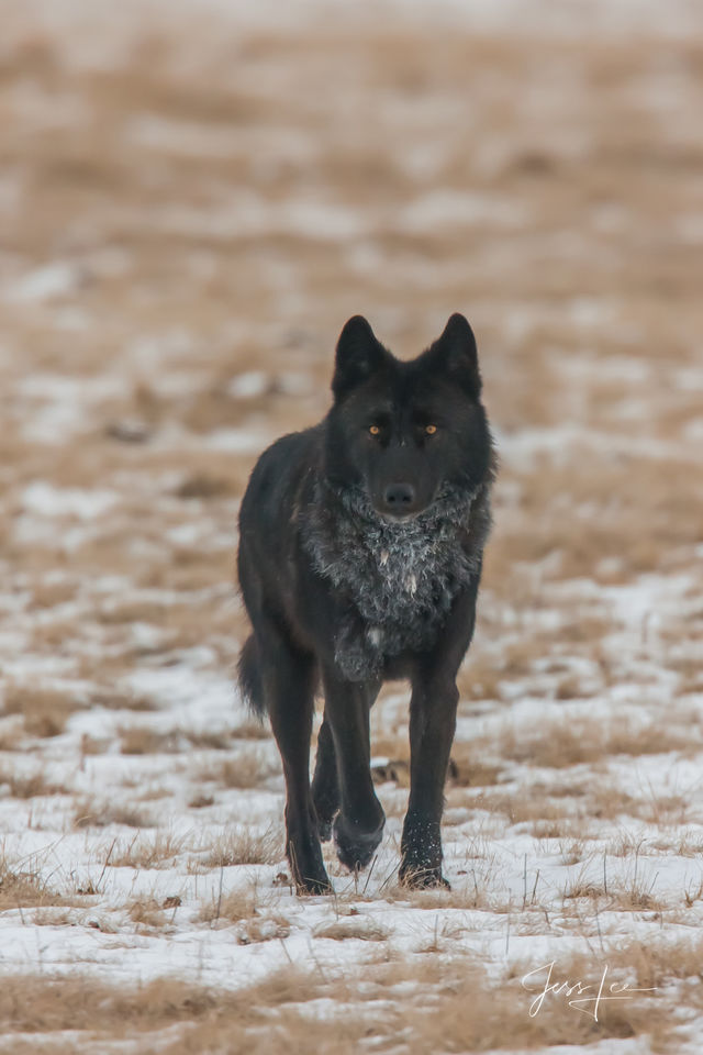 Black Wolf Named Casanova Yellowstone Wyoming Photos By Jess Lee