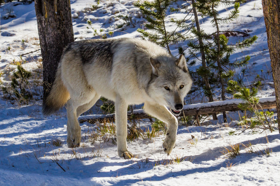 Wolf Photos | Photography of Wolves in the wild | Yellowstone wolves ...