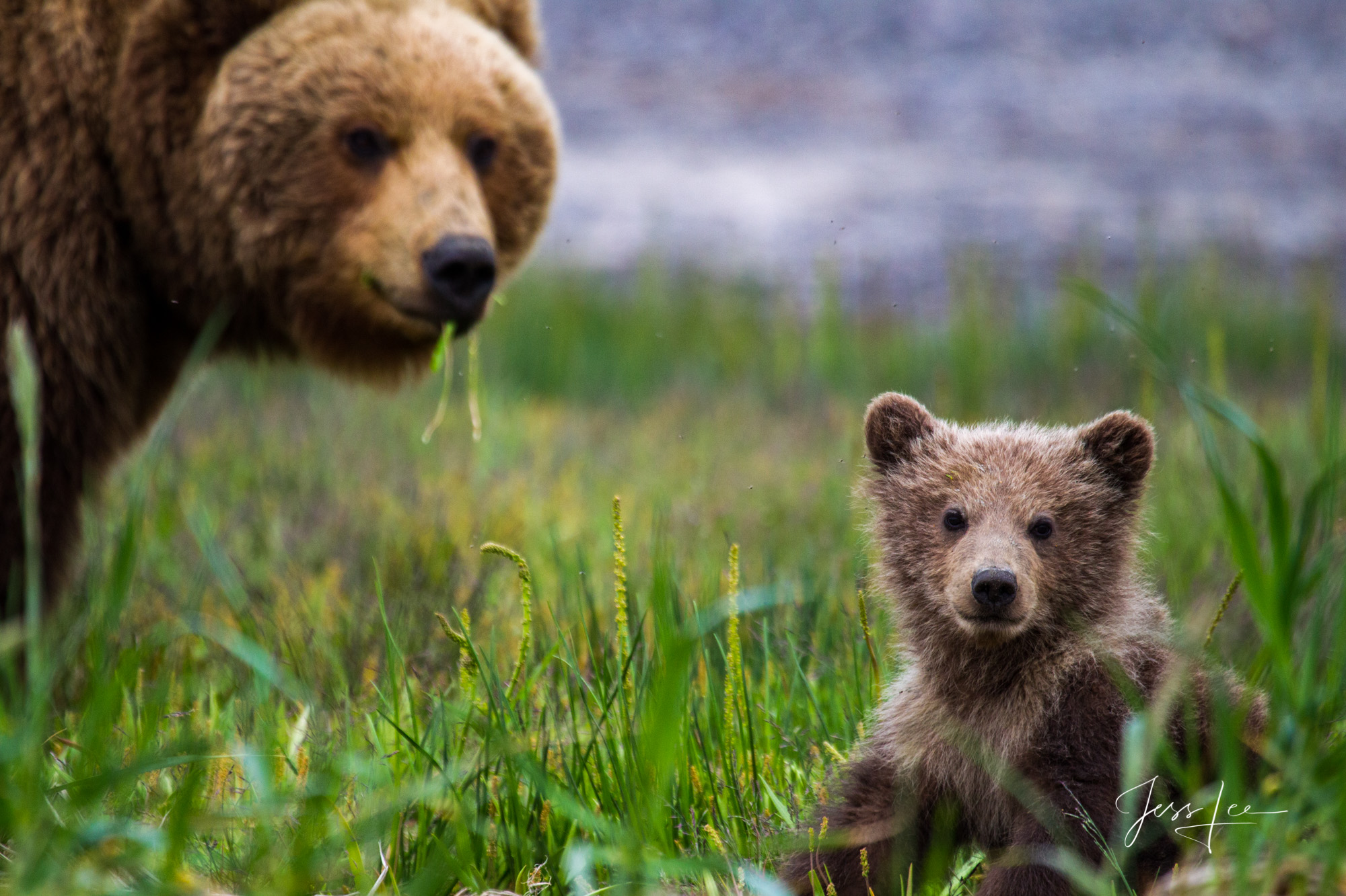 Brown Bear Photo | Alaska | USA | Photos by Jess Lee