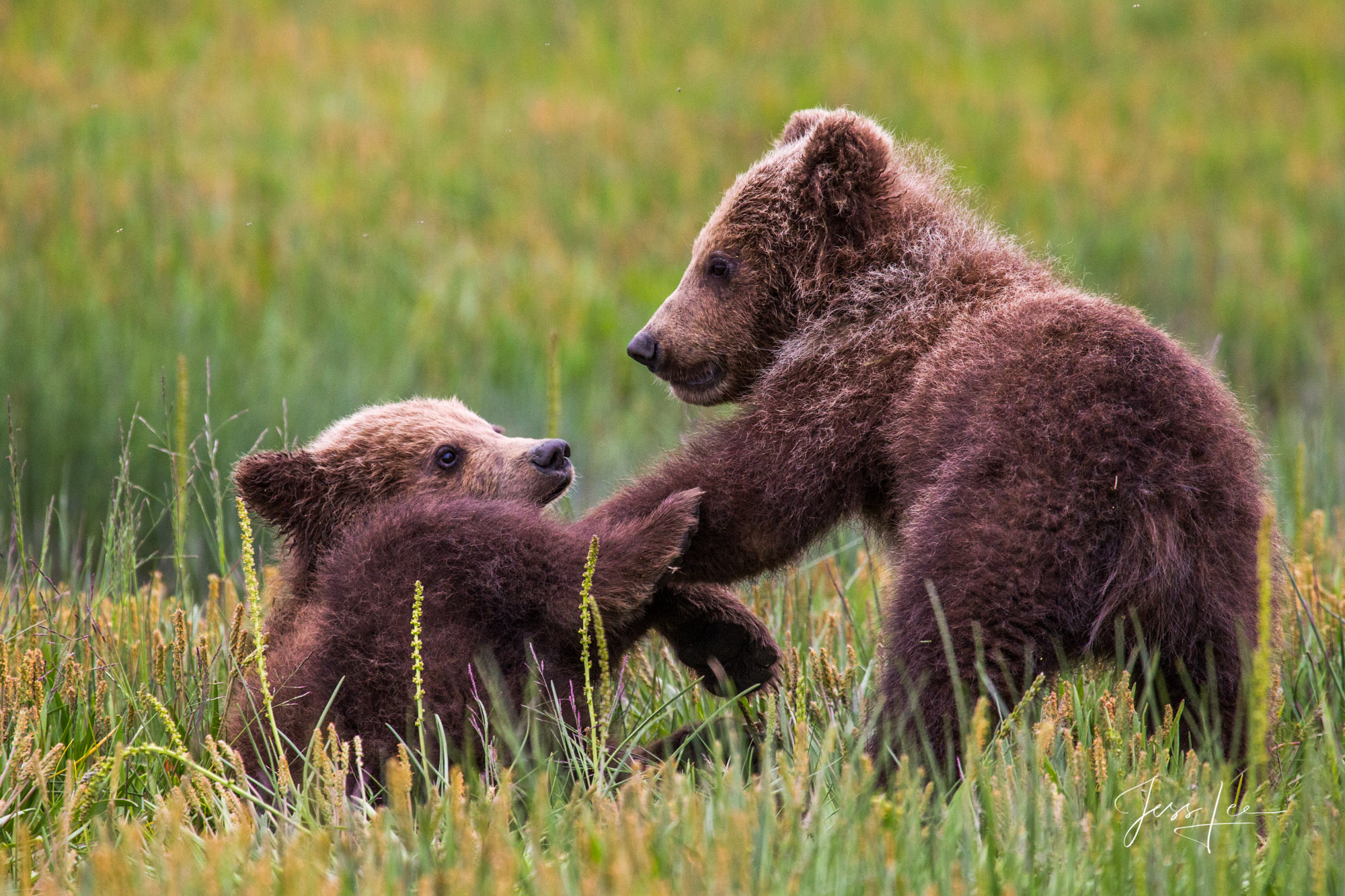 Brown Bear Cubs at Play | Lake Clark | Alaska | Jess Lee Photography