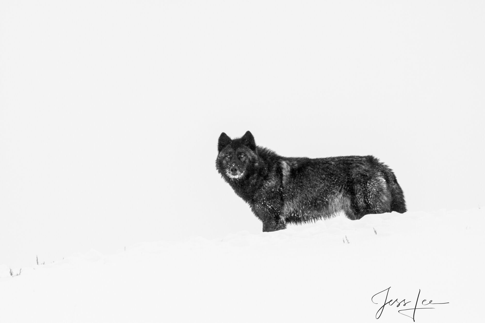 Yellowstone Ridgeline Wolf, Fine Art Print | Photos by Jess Lee