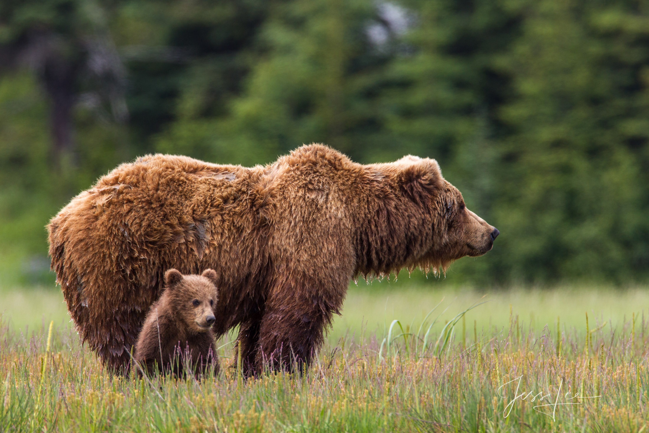 Brown Bear Photo 231 | Alaska, Lake Clark | Photos by Jess Lee