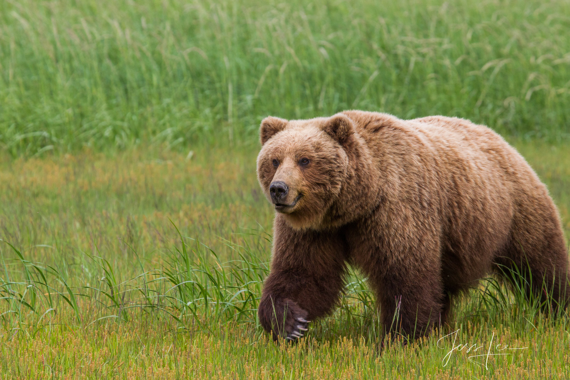 Brown Bear Photo 269 | Lake Clark Alaska | Photos by Jess Lee