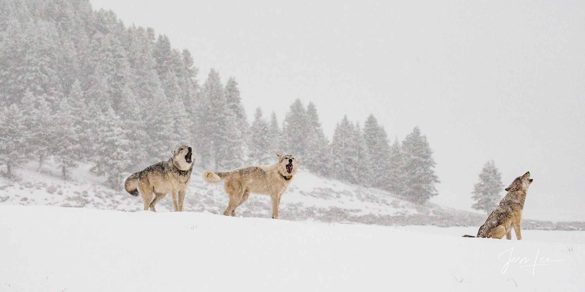 Yellowstone wolves Howling for the Pack's Return Yellowstone National