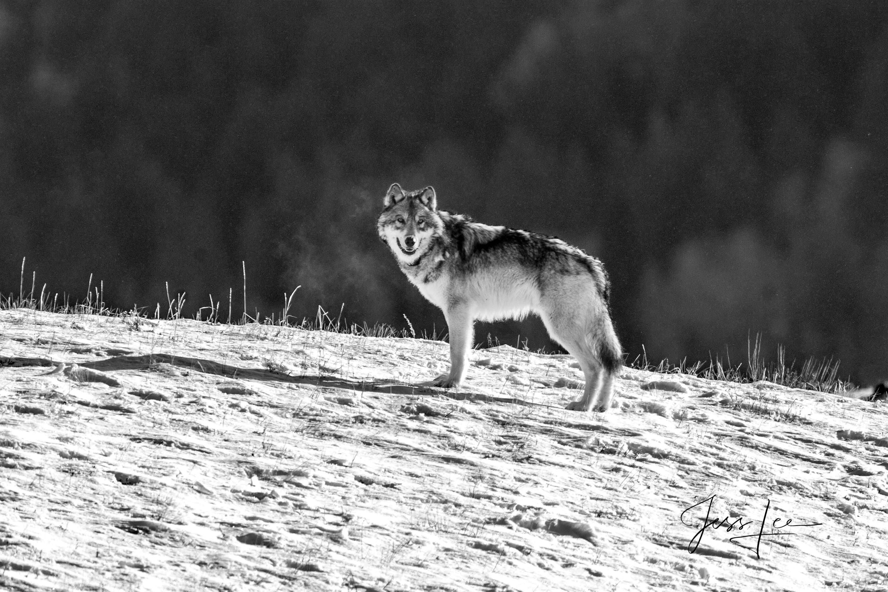 Yellowstone wolf picture-3 | Yellowstone | Wyoming | Photos by Jess Lee