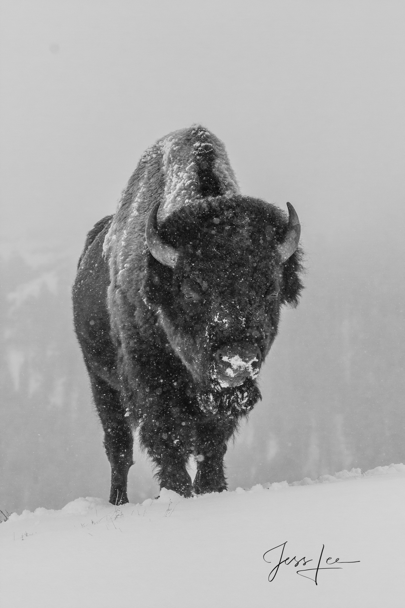 Winter Buffalo in snow, Yellowstone National Park, Wyoming