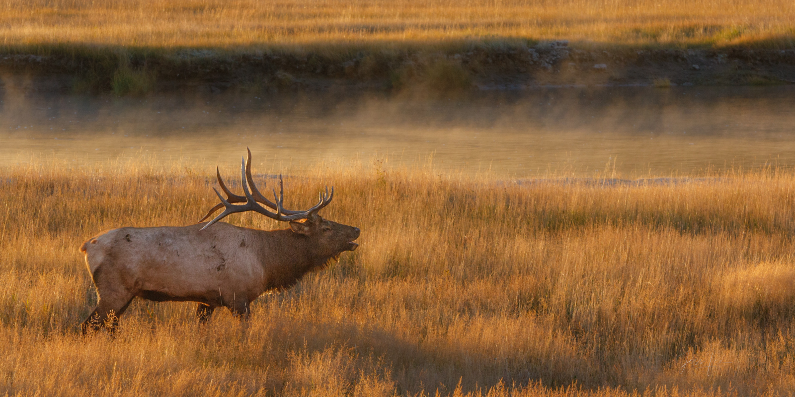 Bugle Mist Elk Photo | Photos by Jess Lee