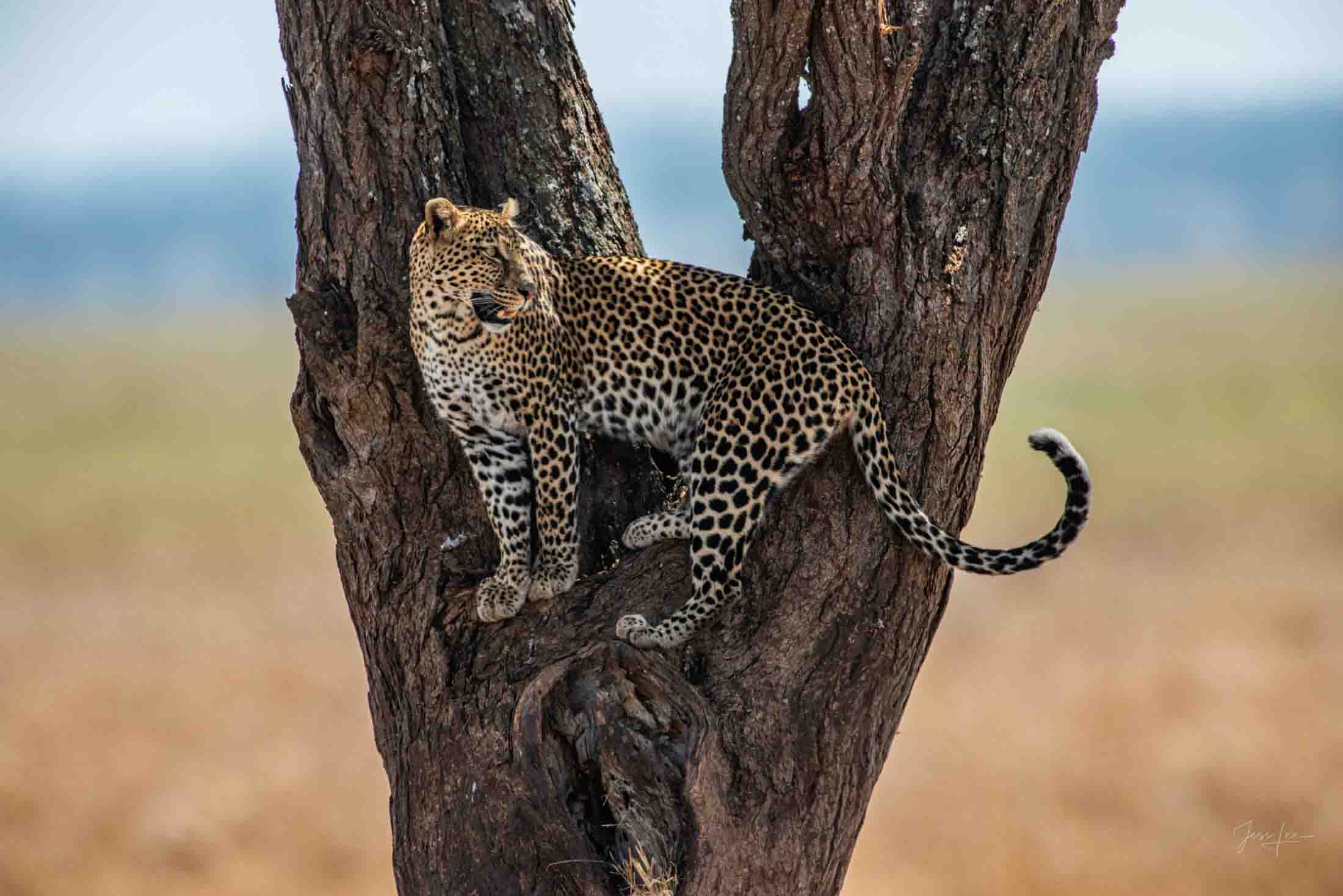 Photo of a Leopard hunting from a tree for sale | Photos by Jess Lee