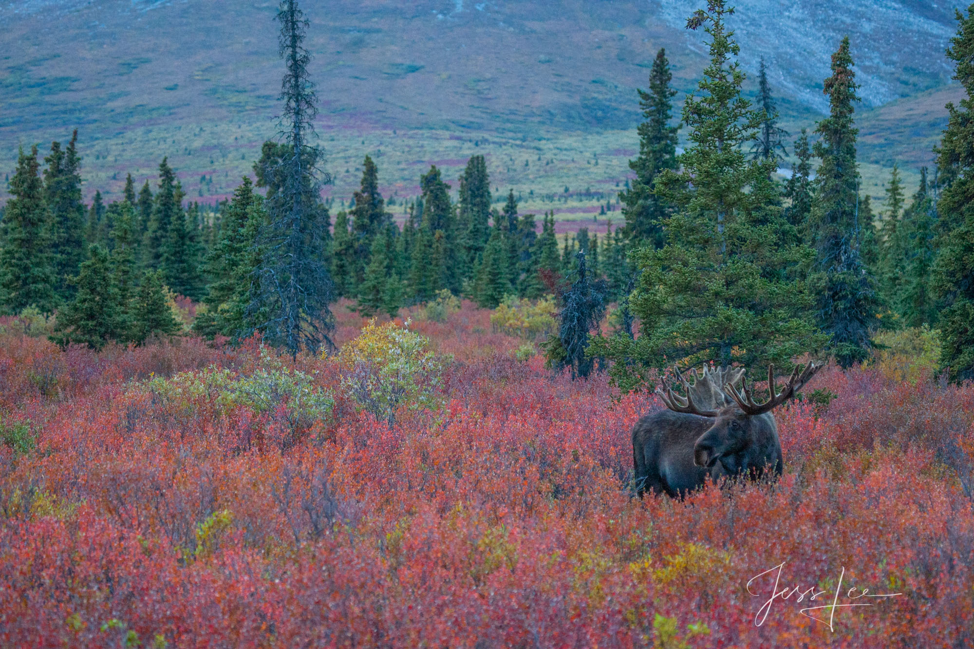 Big Moose, Autumn in big country | Denali, Alaska | Photos by Jess Lee